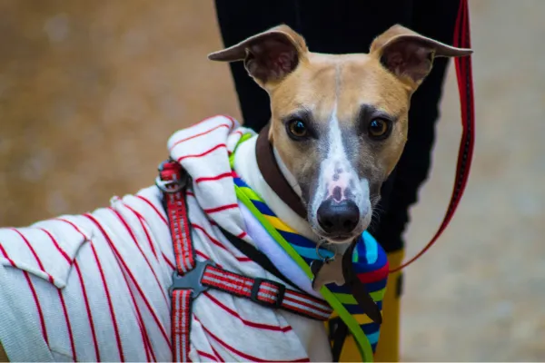 Whippet Puppy Mistakes