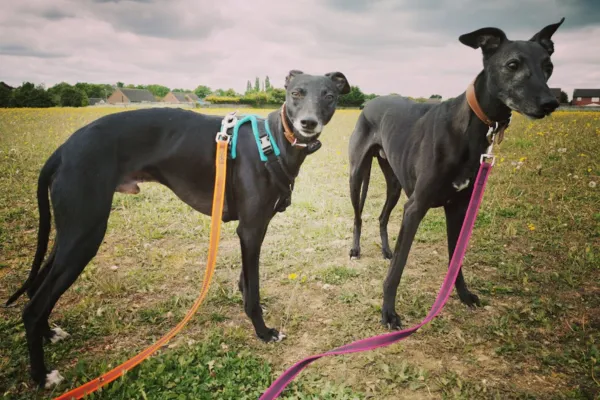 Reactive Dog Training Tips