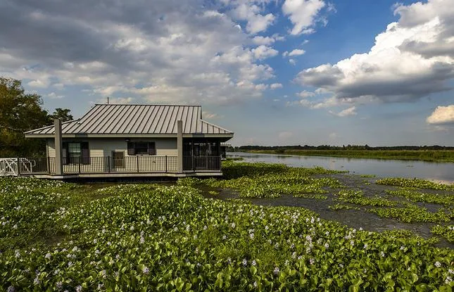 🌿 Swamp Strolls & Southern Soul: A Day at Bayou Segnette State Park