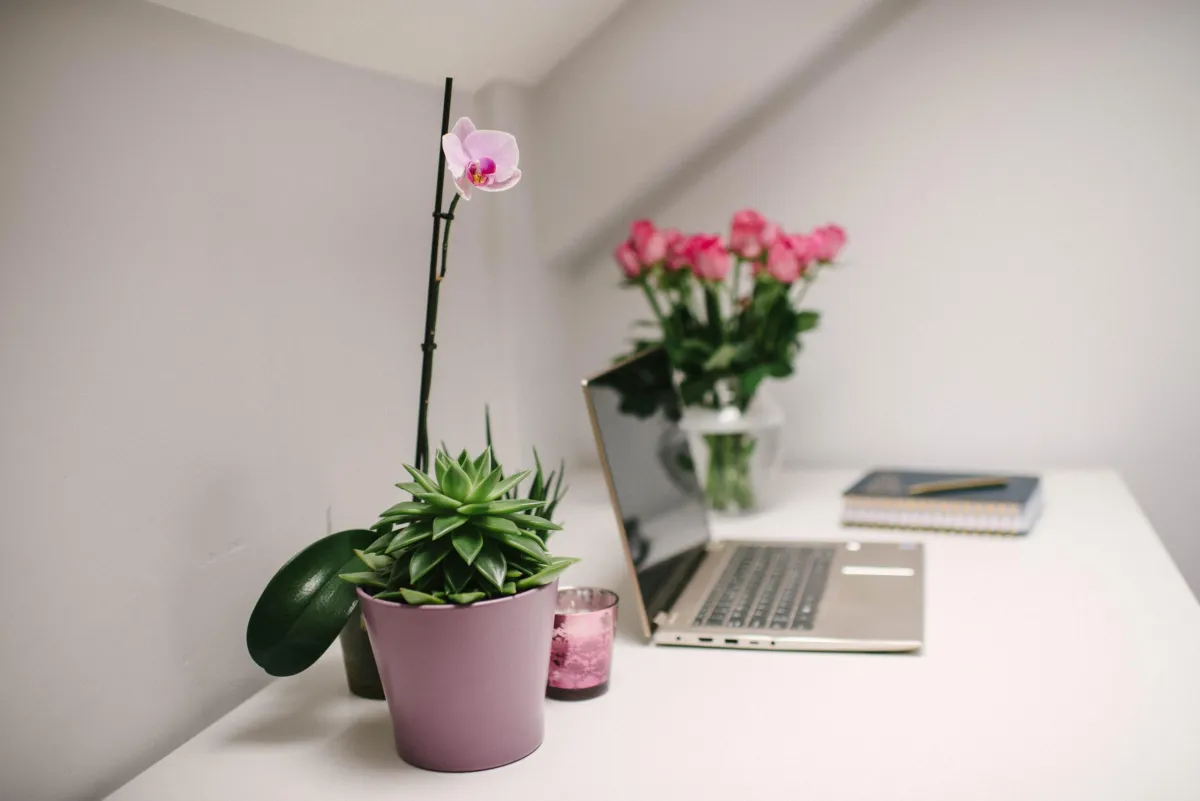 Laptop and plant pot on a desk