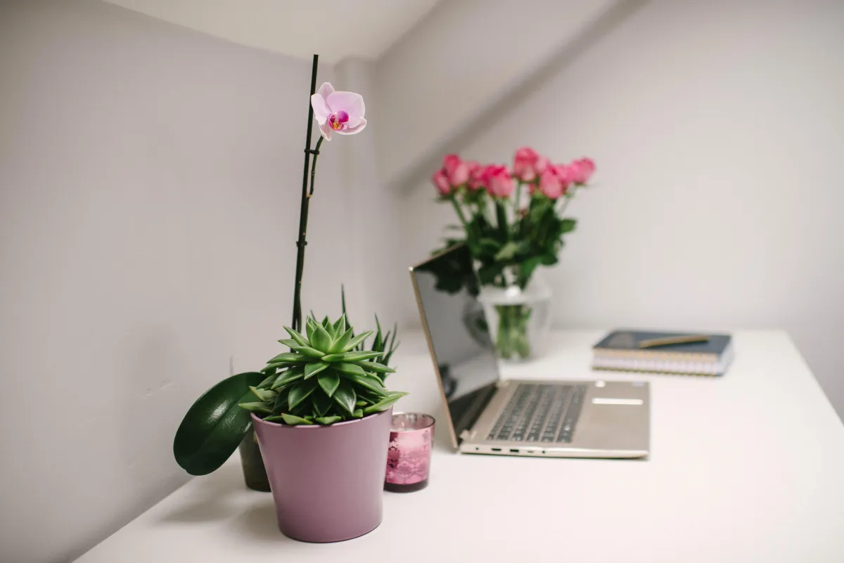 White work desk with a laptop, flowers, plants and a candle