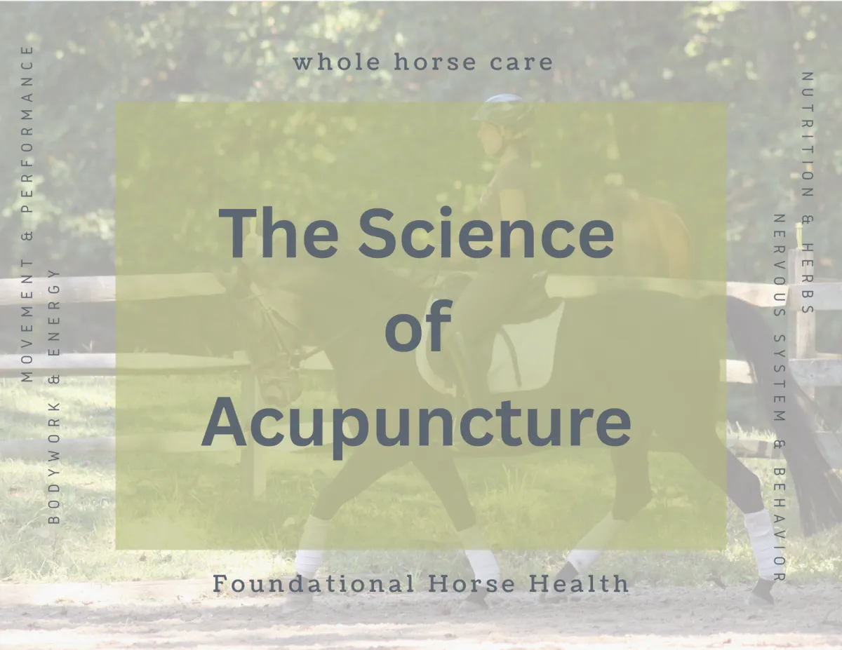 The Science Behind Equine Acupuncture