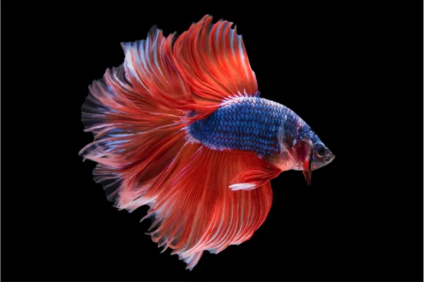 Bettas