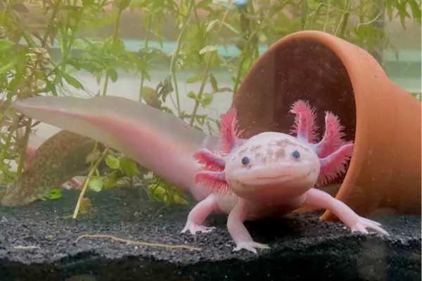 Where Live Animals Create Real Connections