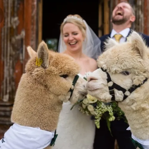 wedding couple with alpacas