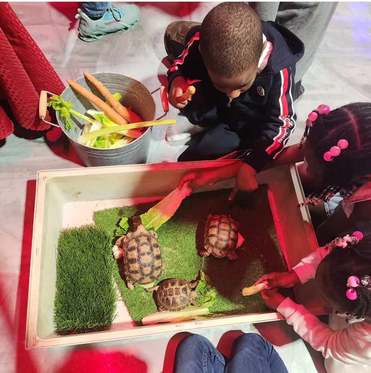class of children with tortoises