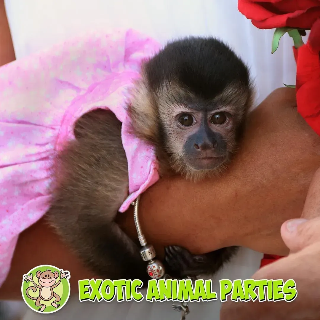 monkey in a dress from exotic animal parties
