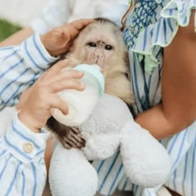 children feeding a monkey