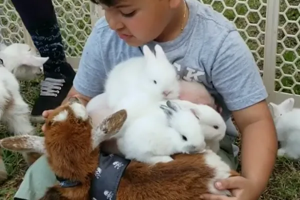 boy with lap full of bunnies and a baby goat