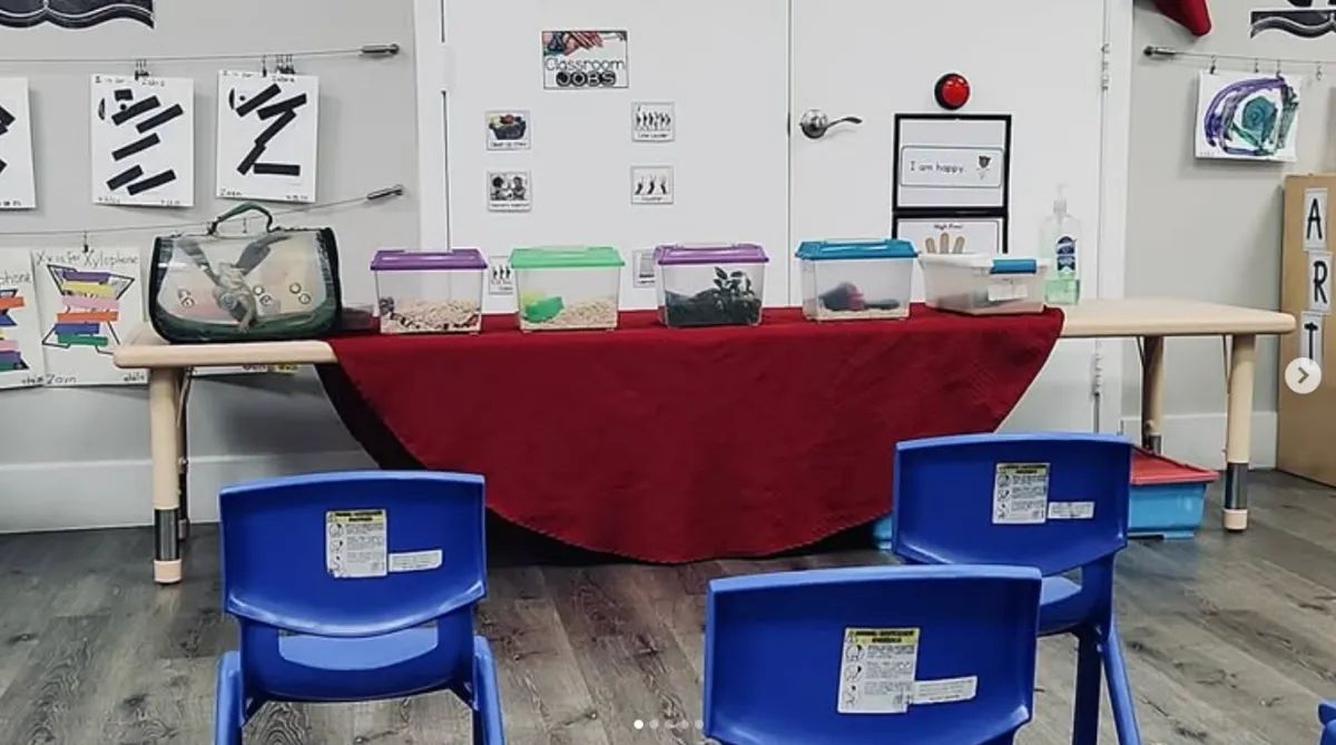 classroom set up for educational animal presentation
