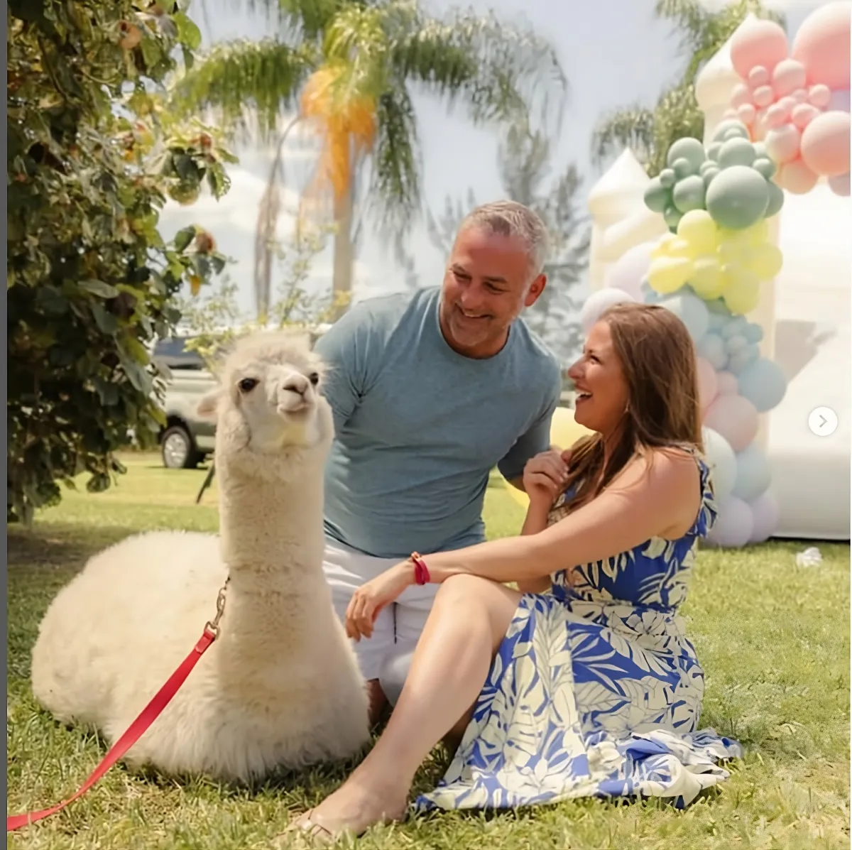 couple celebrating an anniversary with alpaca
