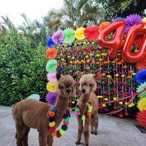 Elevate Adult Birthday Celebrations with Exotic Animal Luxury