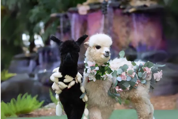 Luxury Wedding Entertainment That Creates Fairytale Moments