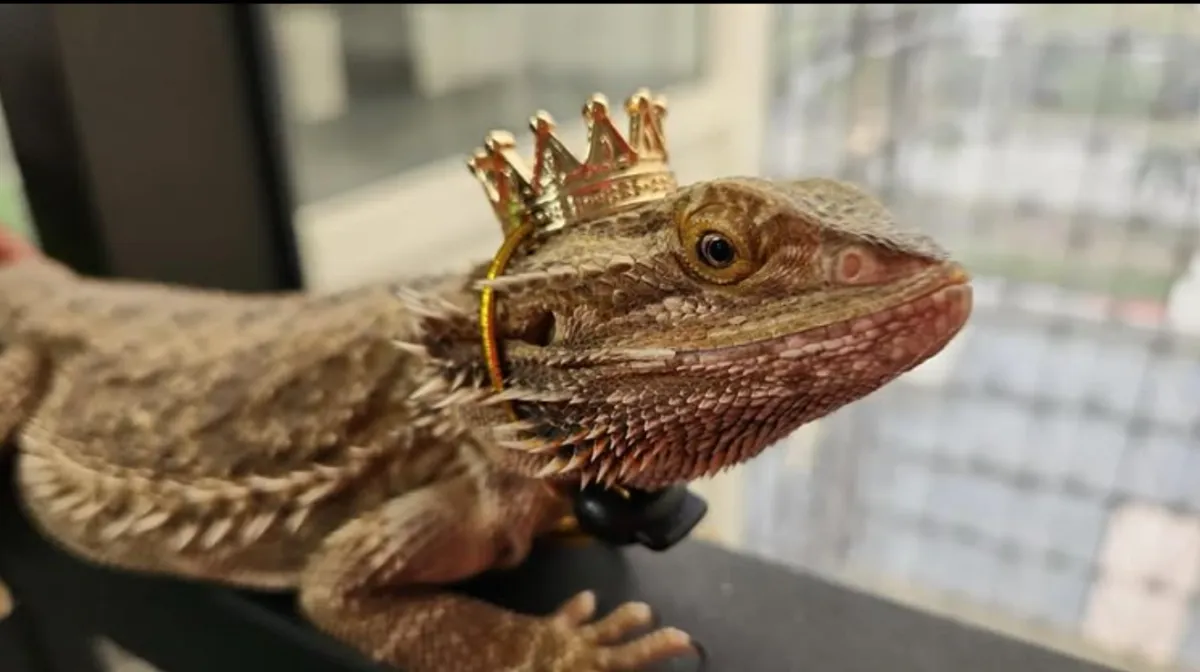 Gothic and Alternative Scene Events with Reptile Entertainment