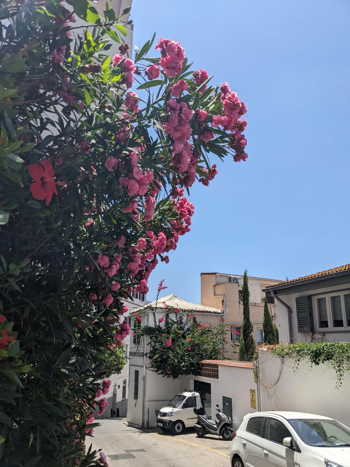 Flowers in Gibraltar