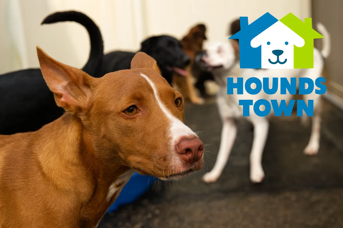 Puppy Rejected by PetSmart Finds a Fresh Start at Hounds Town Fort Lauderdale