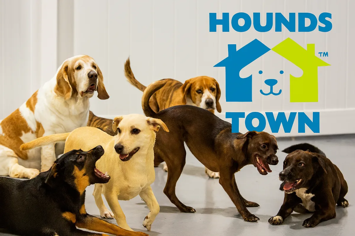 Why Your Dog Needs Regular, Interactive Daycare at Hounds Town Fort Lauderdale