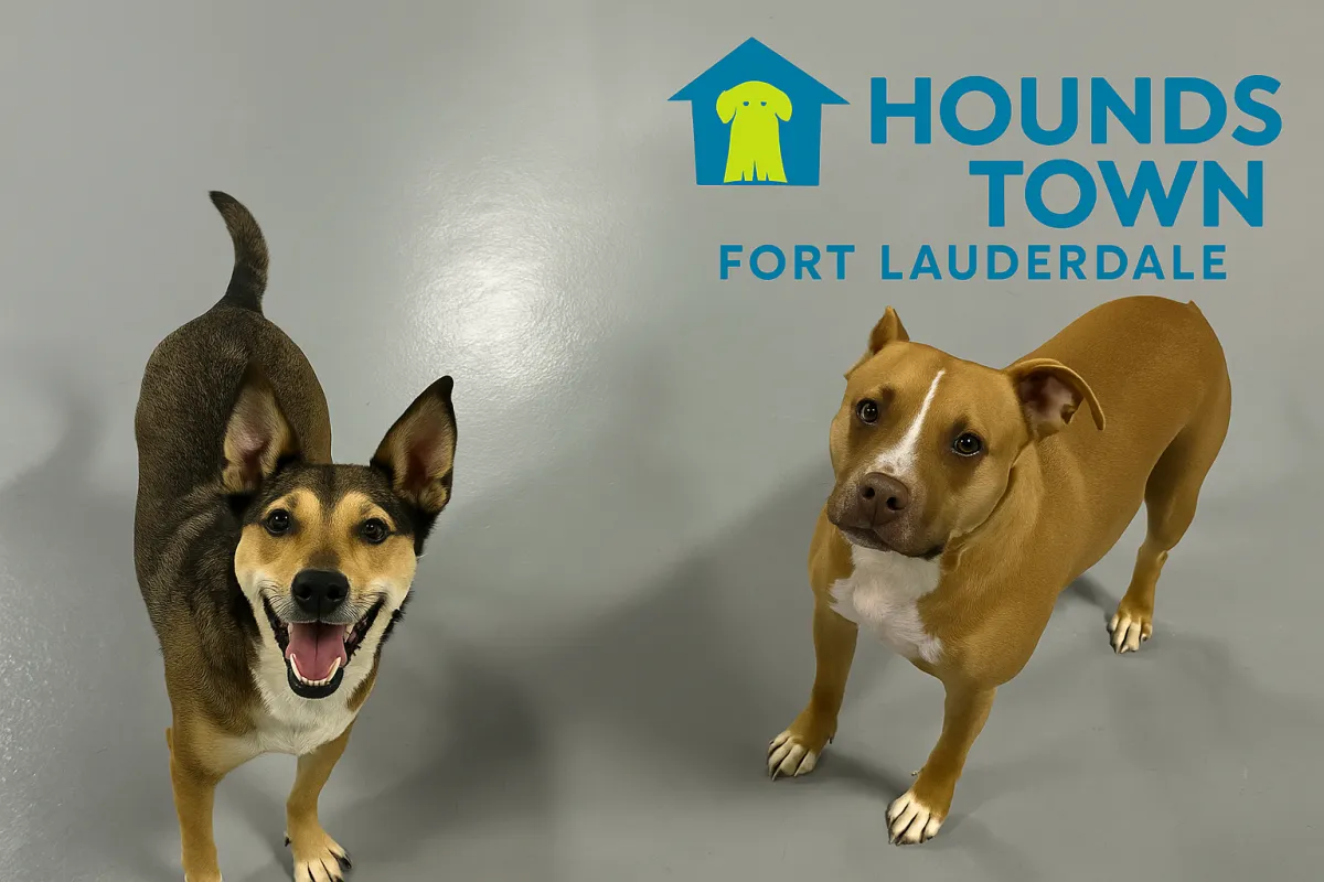 5 Tips for a Happier Dog