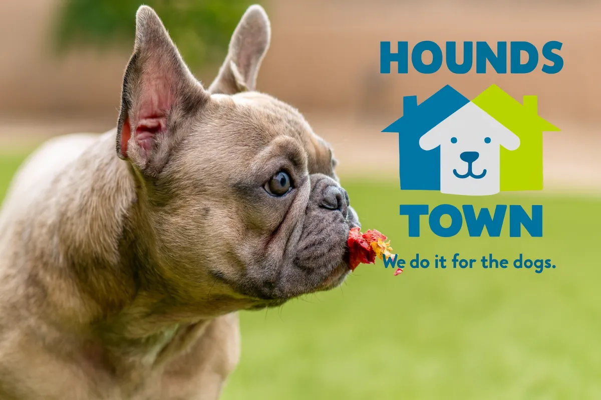 7 Popular Household Items That Are Poisonous to Dogs