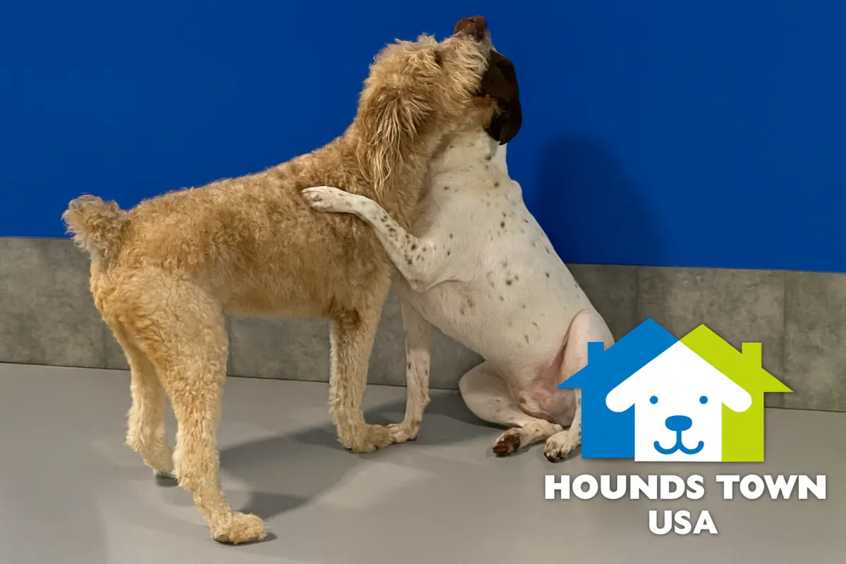 Top 10 Quick Tips for a Happier Dog