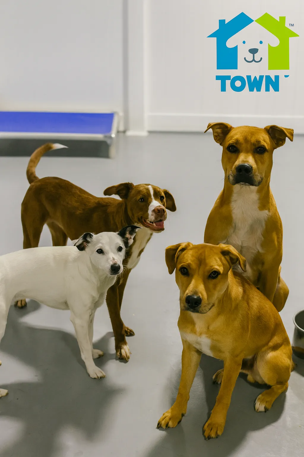 Will My Dog "Fit In" at Hounds Town Fort Lauderdale?