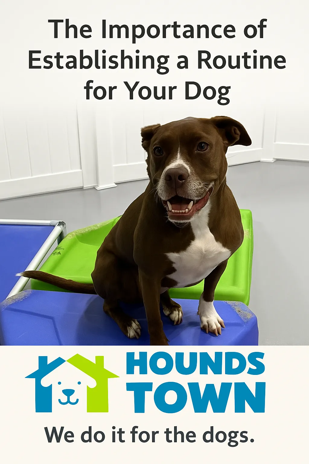 The Importance of Creating a Routine for Your Dog