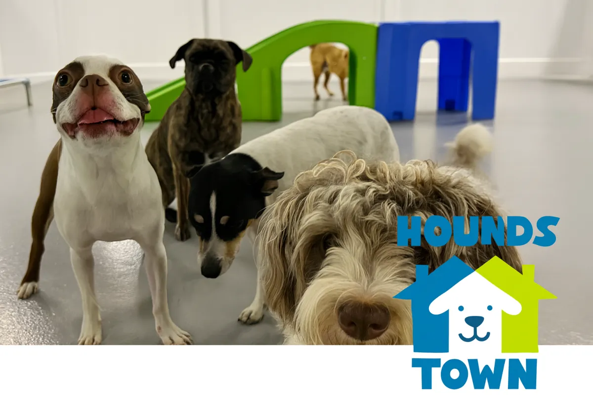 Most Common Dog Breeds & Names at Hounds Town Fort Lauderdale