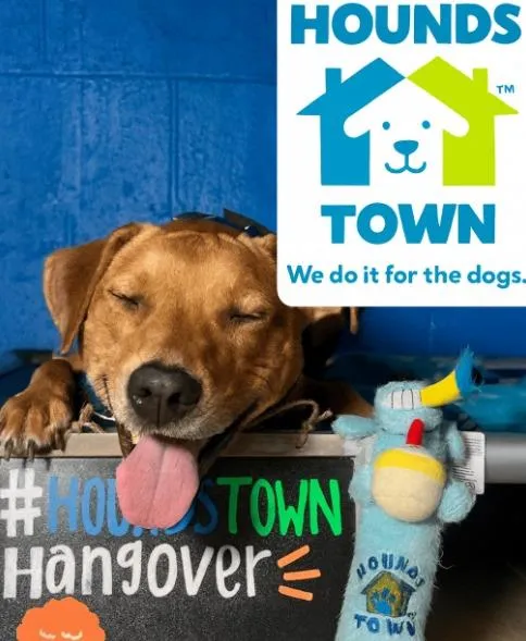 Why Is My Dog So Tired After Daycare?