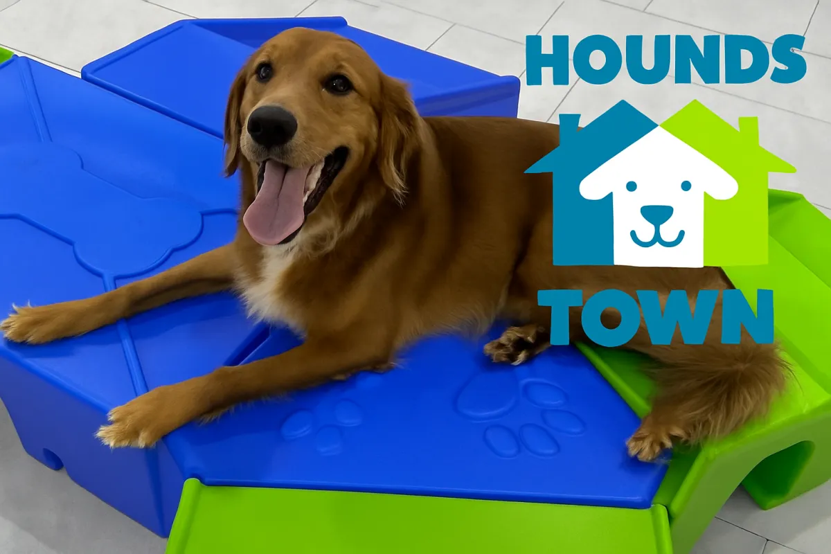 Doggy Daycare vs. Dog Parks: What’s Best for Your Dog’s Well-Being?