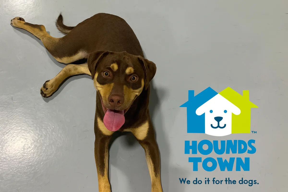 Spring Break Boarding at Hounds Town Fort Lauderdale: Stress-Free Solutions for Your Pup