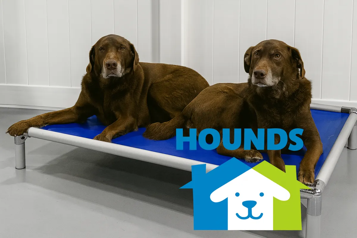 Helping Dogs Deal with Separation Anxiety Through Doggy Daycare at Hounds Town Fort Lauderdale