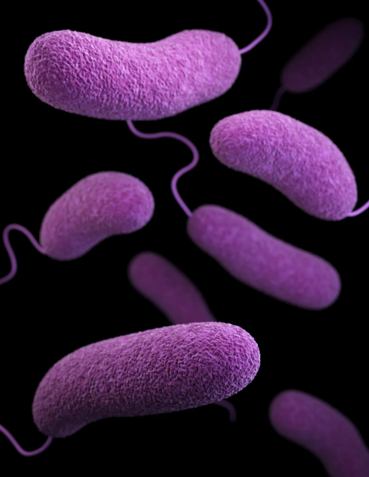 Bacterial Image 