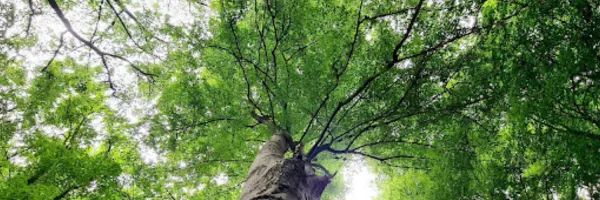 Coming Home to Wholeness: How Somatic Awareness Transforms Growth