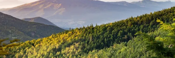 The Transformational Power of the Breath: Beyond Calm into Embodiment