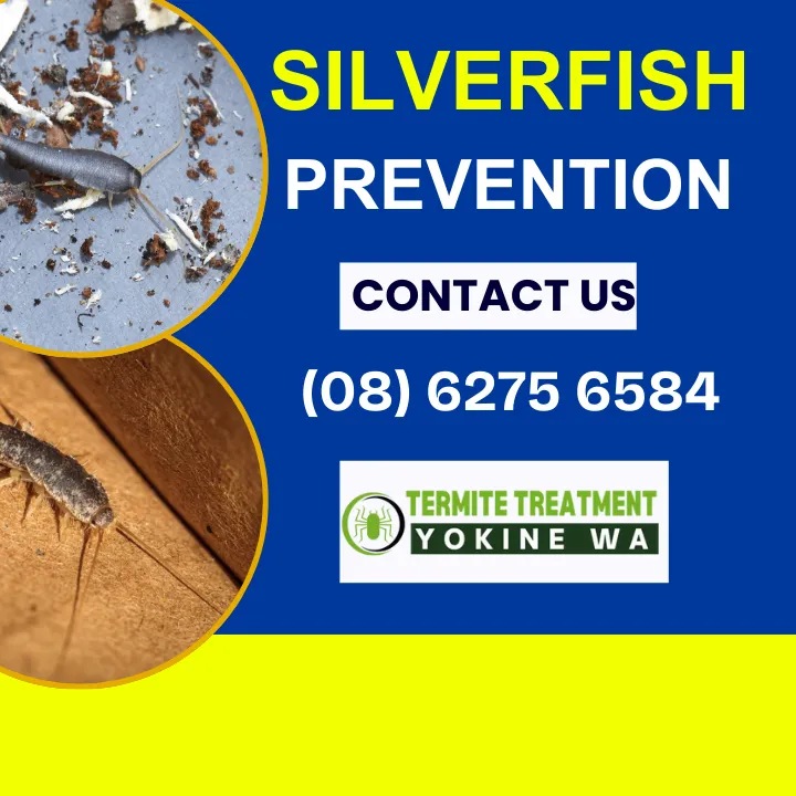 silverfish-prevention