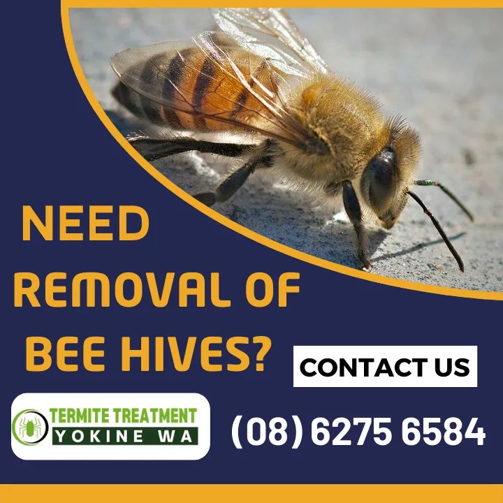 why-bees-die-after-stinging