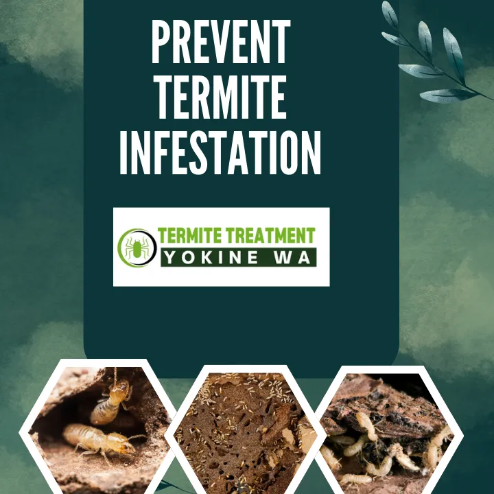 how-to-identify-bugs-vs-termites