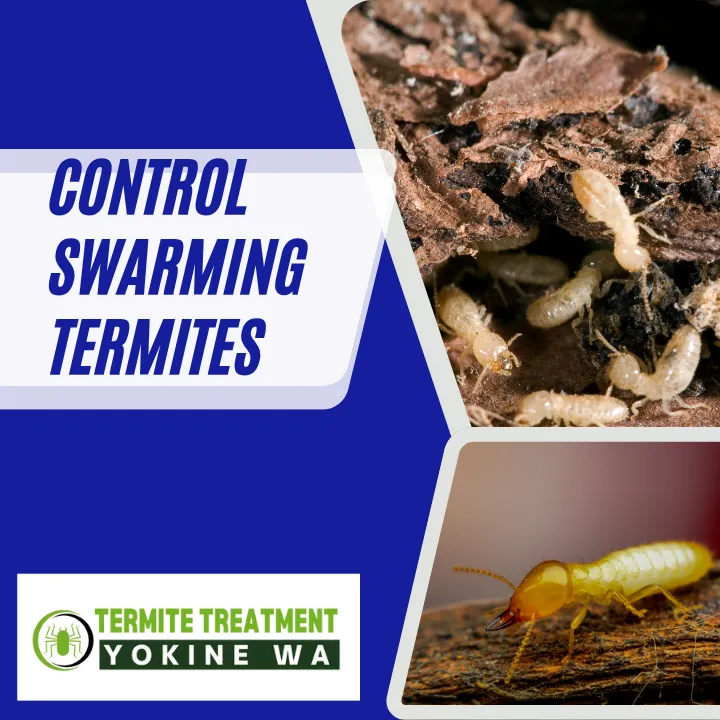 have-you-spotted-swarming-termites-perth