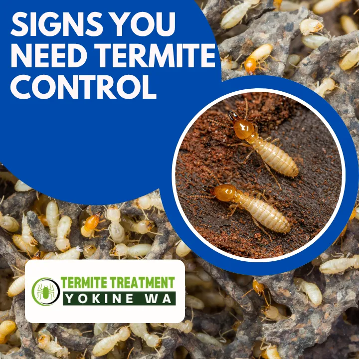 When to hire a termite control service for inspection or treatment.