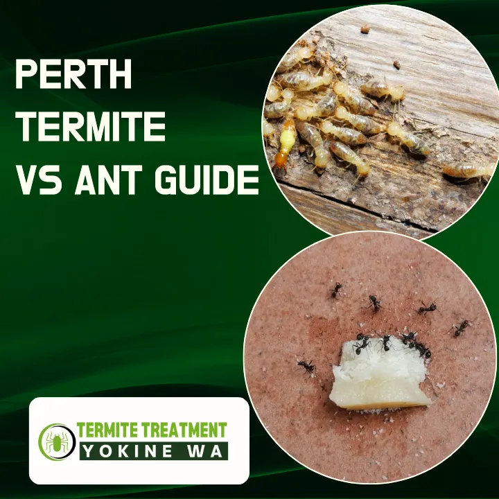 flying-termites-vs-flying-ants-perth-differences