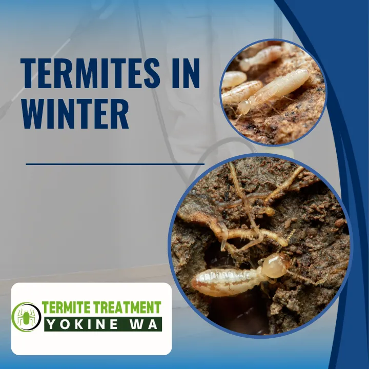 Termites remain active during winter, quietly damaging wood and structures.