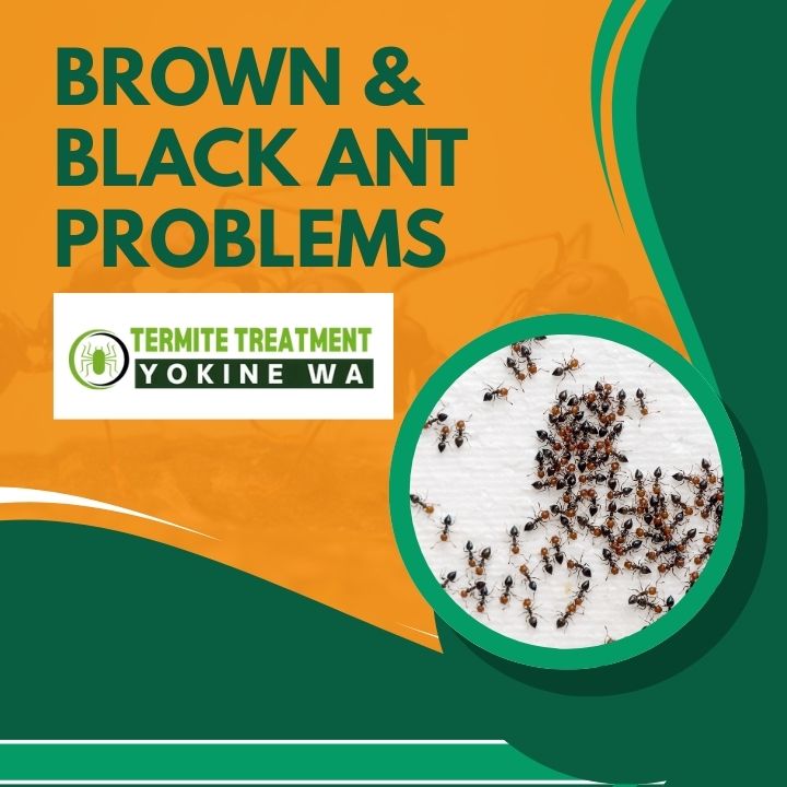 Black and brown ants crawling on a kitchen surface.