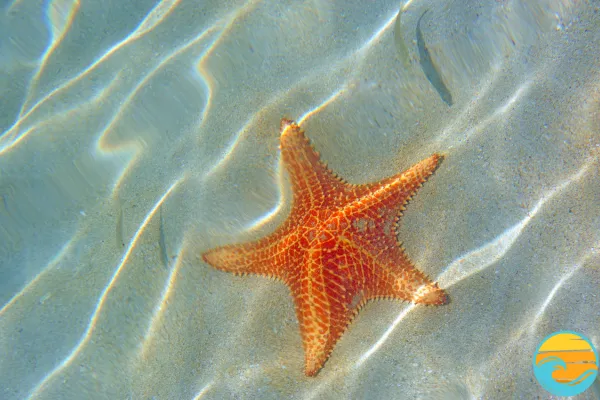 Please Don’t Touch the Starfish — Here’s Why It Matters