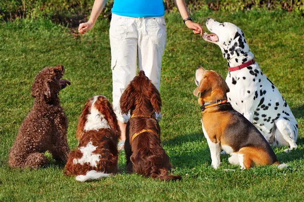 The First-Timer's Survival Guide: Preparing Your Pup for Boarding School