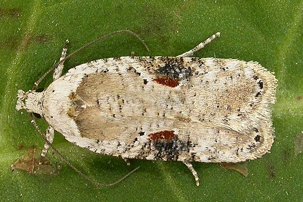 Using Nature to Fight Nature: Advancing Biocontrol for Poison Hemlock Management