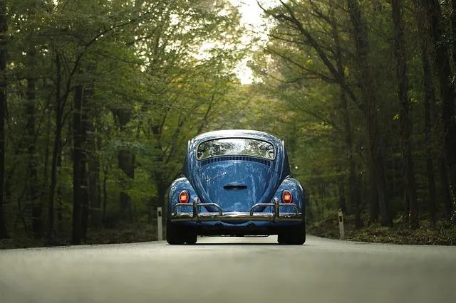 vw beetle in a forest