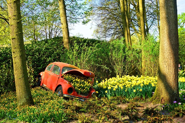 car in forest with daffodils