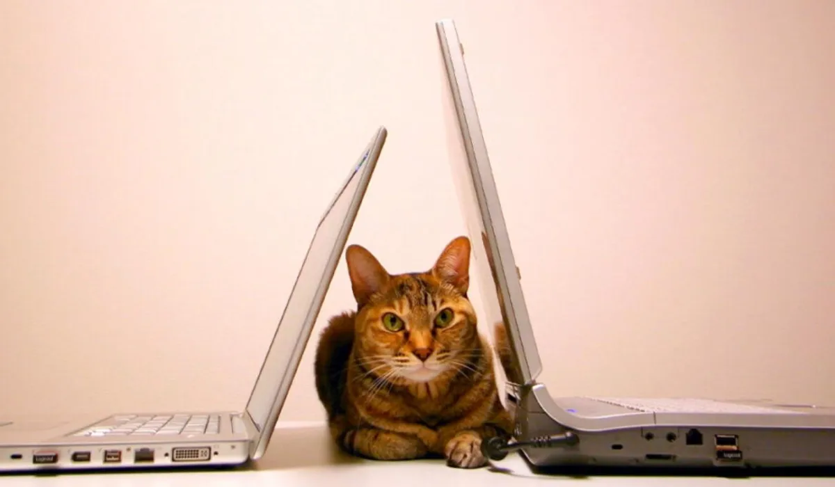 cat in a gap