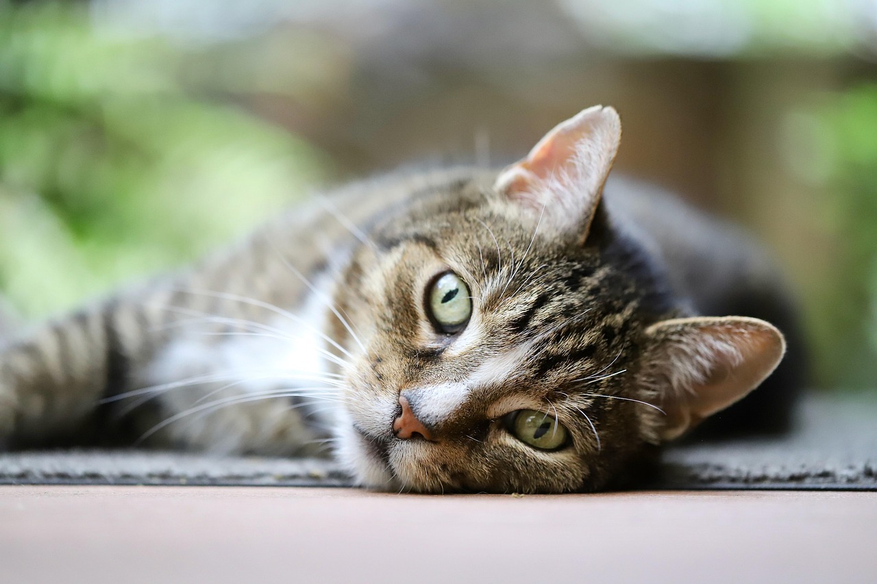 unproductive cat