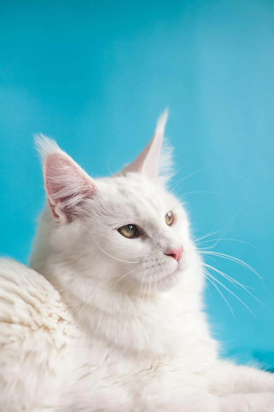 white cat with a blue background